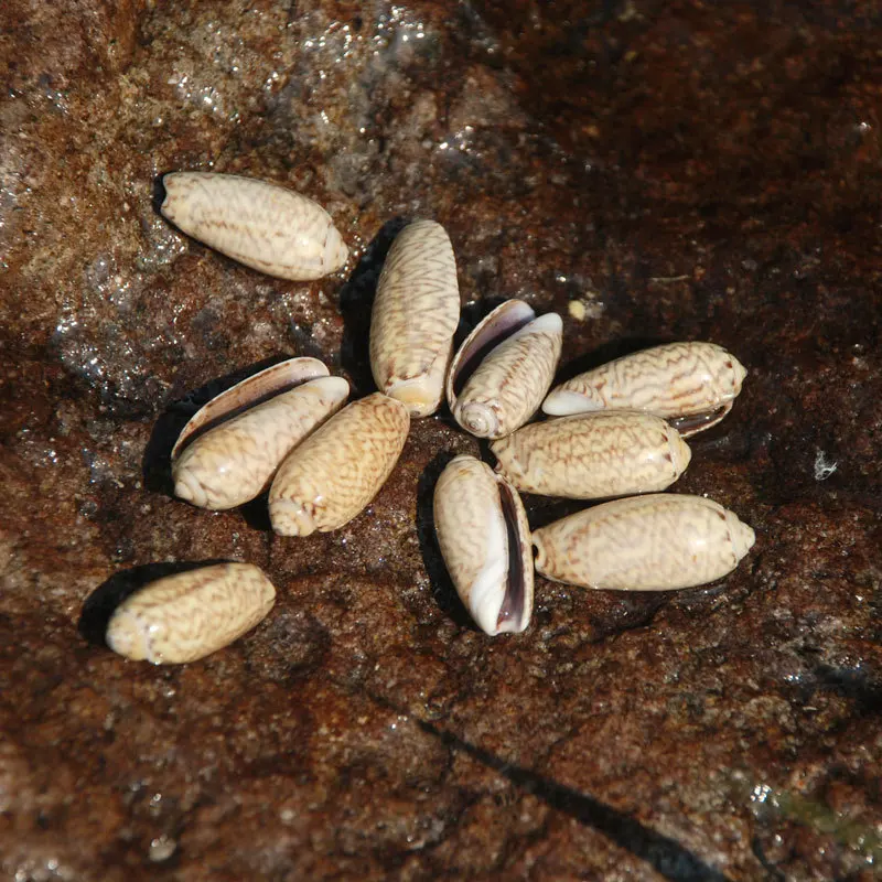 2-3 سنتيمتر البحر الطبيعي قذيفة DIY بها بنفسك مجوهرات الحرفية حلم الماسك ملحق المحيط تحت عنوان المواد كونوس المجوس و Buccinum Undatum البني