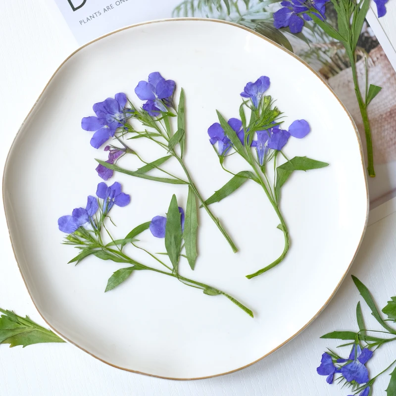 6 قطع/8-13 سم، زهور اللوبيليا إيرينوس الطبيعية المجففة والمضغوطة مع سيقان، بتلات يدوية الصنع للمكياج، فن الأظافر، مجوهرات الراتنج، فواصل الكتب