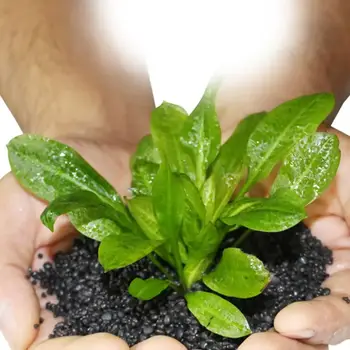 12 最佳銷售 水族箱種子 - №3