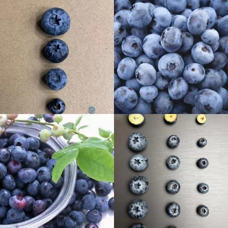 Blueberry Fruit Sorting Machine Weight and Sorting Industrial Blueberry Size Fruit Vegetable Grading Machine