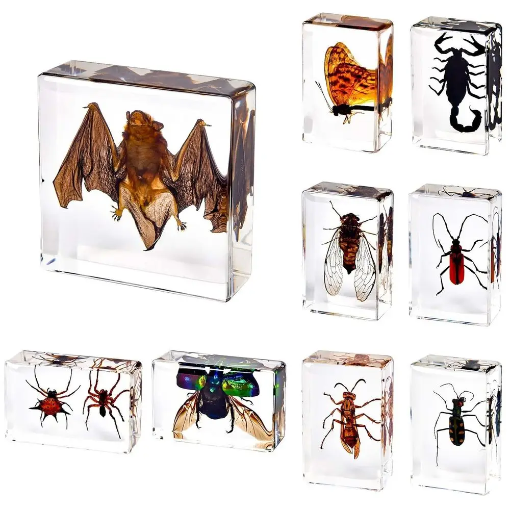 

Real Bat Taxidermy in Resin, 9-Piece Insect Specimen Set for Science Education and Decorative Display