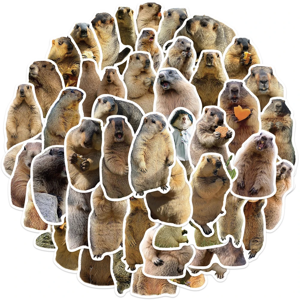 10/30/50 pçs animal bonito marmota meme graffiti adesivos engraçado decalques decoração telefone portátil garrafa de água adesivo para crianças brinquedo