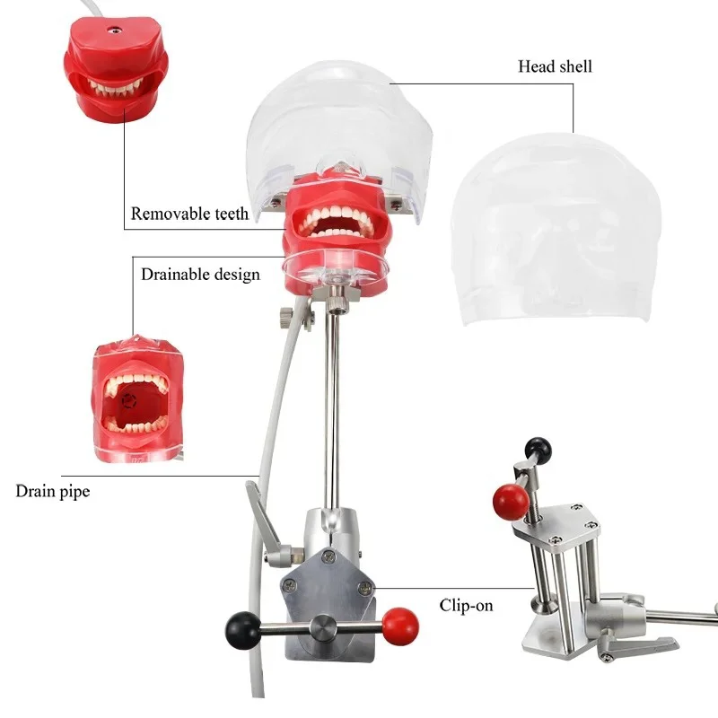 JUMTOP simulasi gigi cetakan kepala dengan 28 buah penjepit gigi tipe meja Manikin Phantom