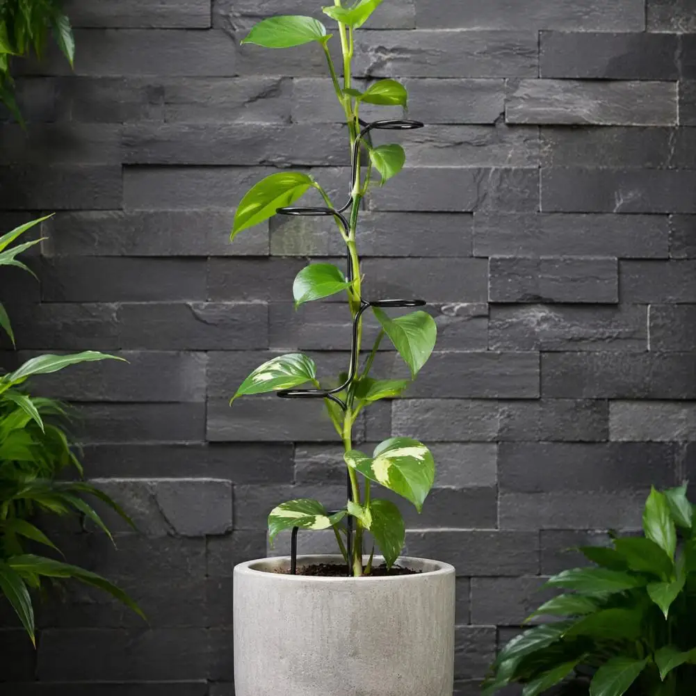 Indoor Plant Growth Navigator Metal Spiral Plant Support Stake Curved Stem Holder for Climbing Plants for Monstera for Monstera