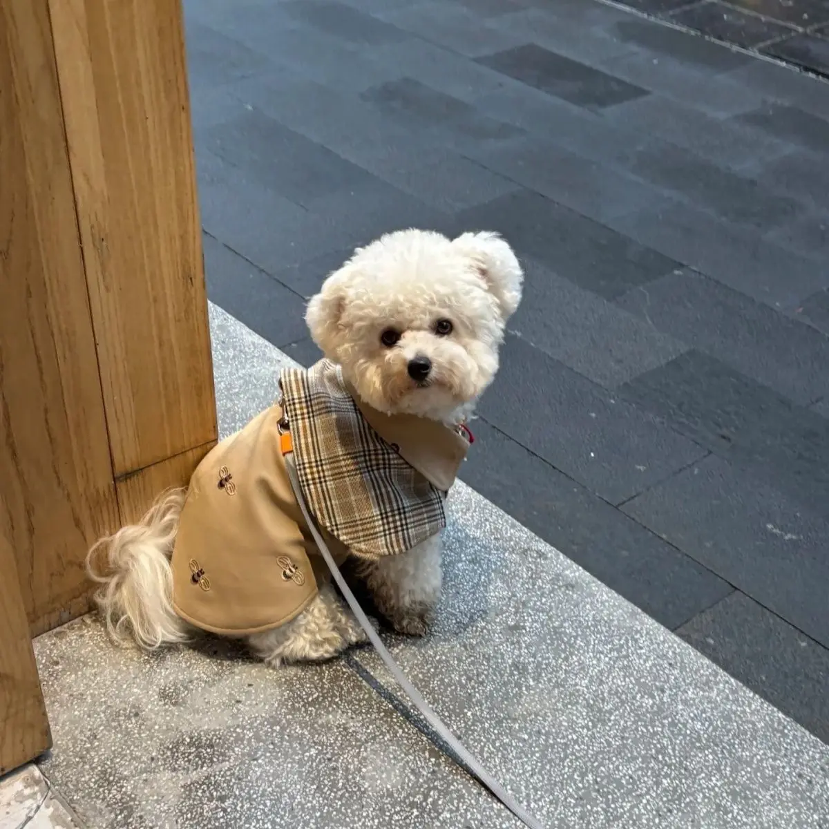 Ropa para mascotas Capa de detective retro de temporada Capa a cuadros con cuello inglés Adecuado para perros pequeños y medianos Elegante y cálido