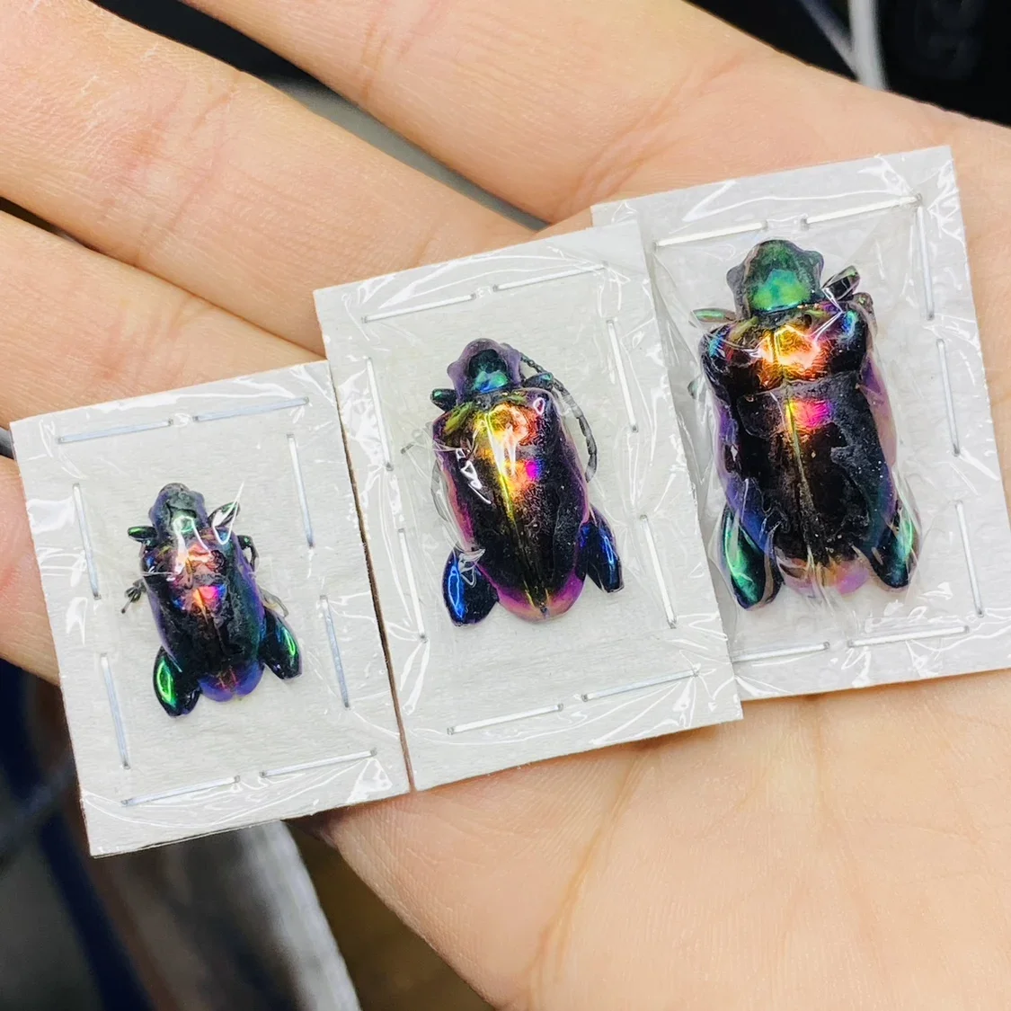 

Megalorrhina Harrisi настоящий образец насекомых A1/A - коллекция паровых насекомых, скульптура, современное искусство, скульптура
