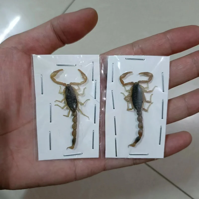 

Real Scorpion Insect Specimens Beetle Teaching Aids Hobbies Collection DIY Crafts Home Decor Biology Popularization Teaching