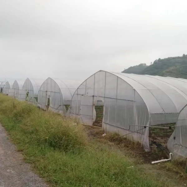 

Customized greenhouseAgricultural Greenhouse Tunnel Tomato Farming Greenhouse Structures for Vegetable Garden