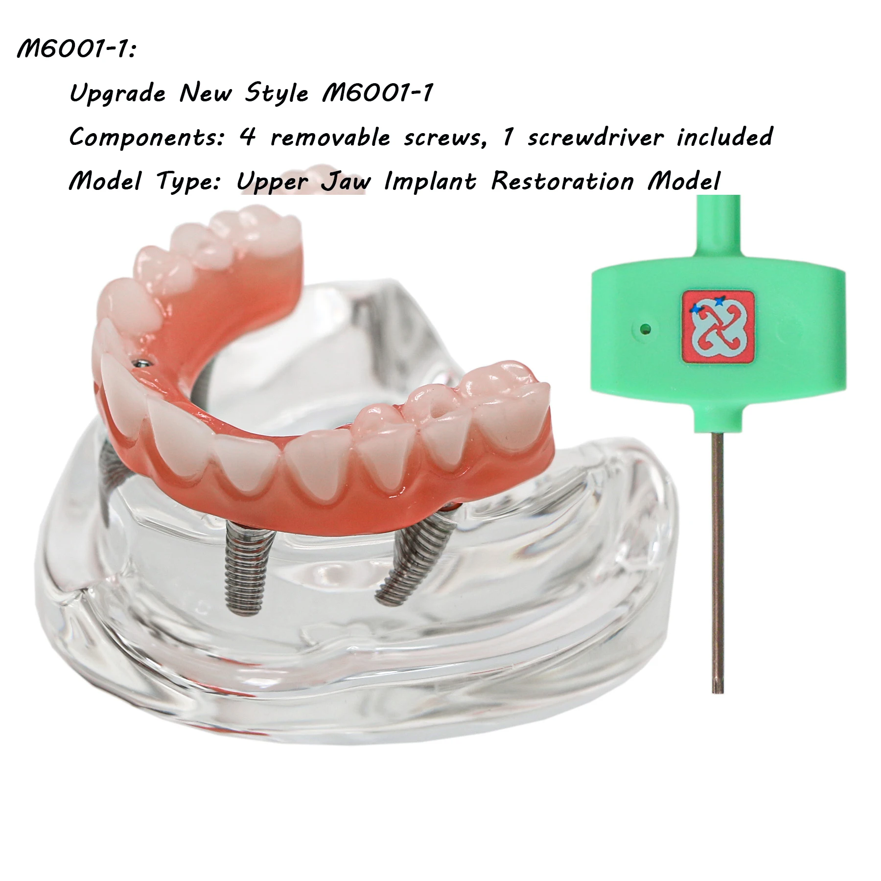 Transparent Base Upper Jaw Implant Restoration Model M6001-1 Complete With Screwdriver Dental Student Demonstration Teeth Model