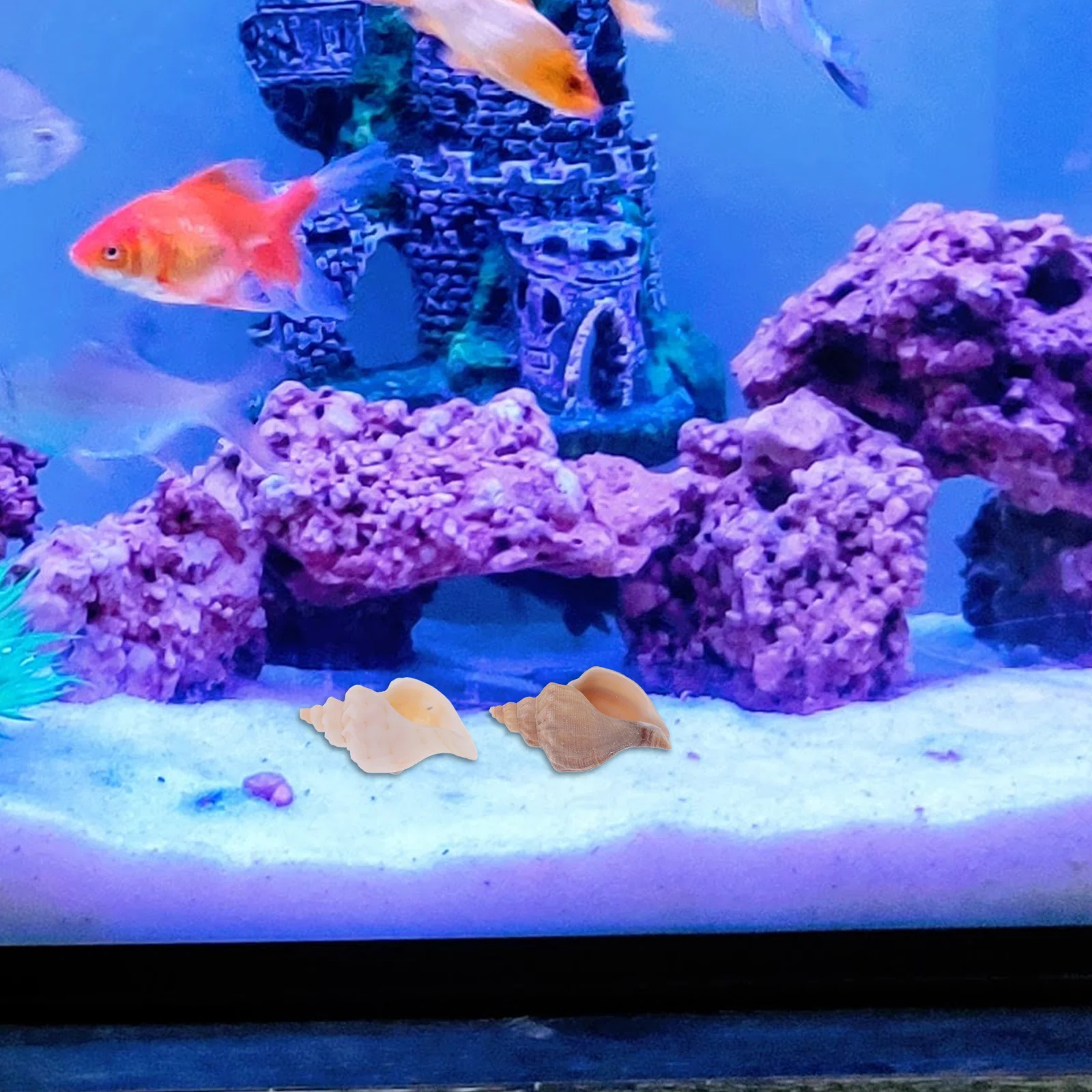 6Pcs Natural Snail Shells for Aquarium Home Shell Hermit Crab Replacement Fish Tank Decor Coastal Decor Living Room Desk - Image 6