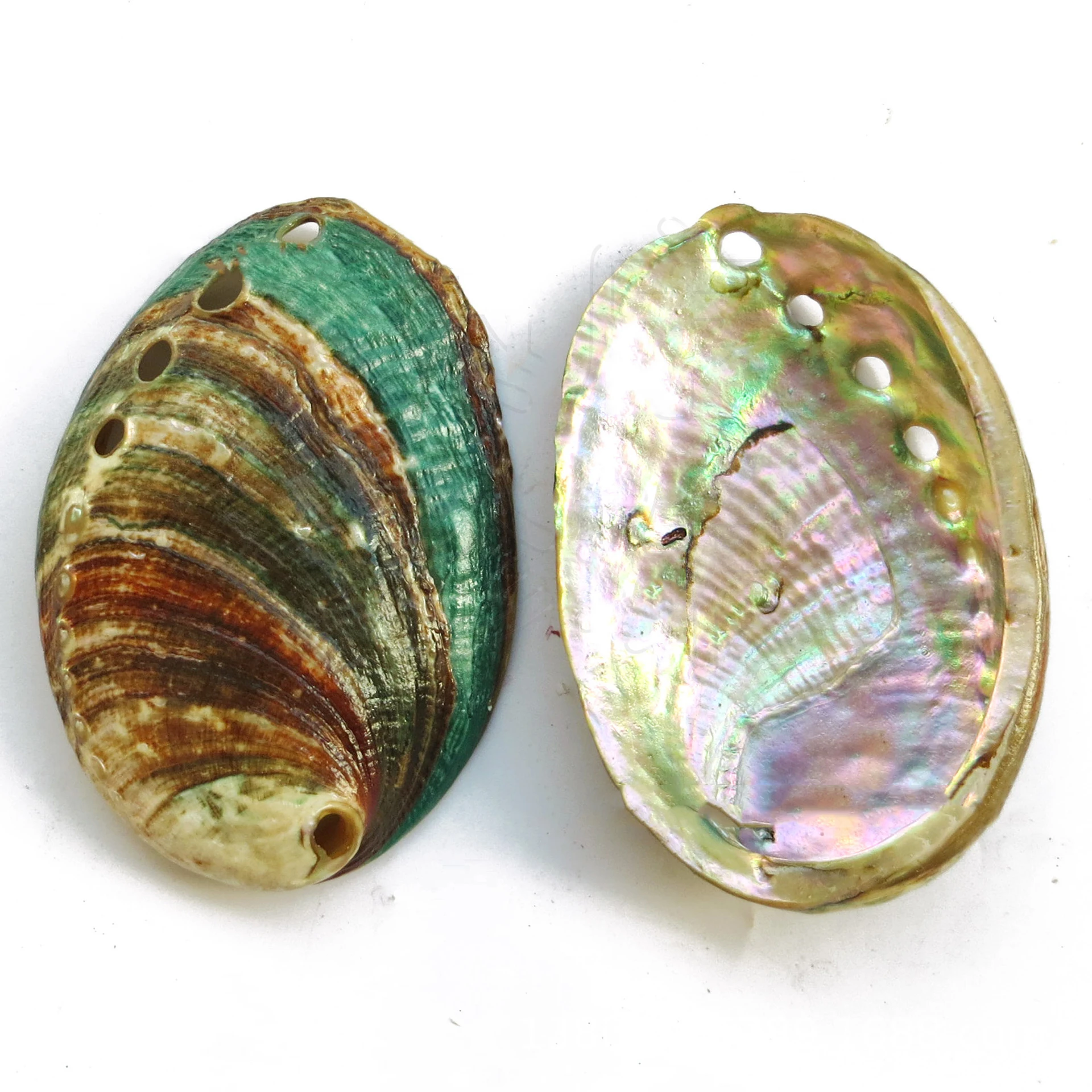 Aqumotic Abalone Shell Red Specimen Natural Marine Organisms Plate Dish 1pc Salvia Prays for Blessings and Purifies The Soul