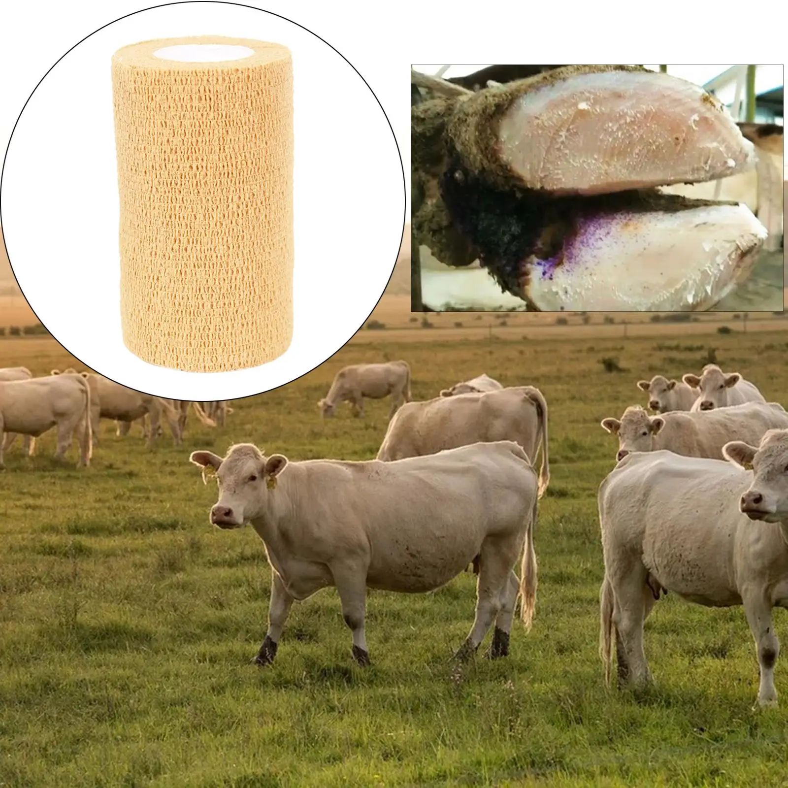Rolos de gaze Bandagem coesa de primeiros socorros para cavalos de vaca pássaros animais 10x450cm