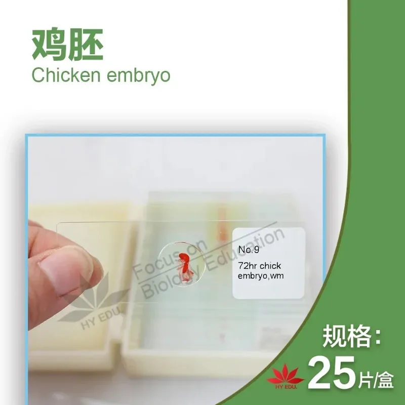 44 piezas de rodajas de muestras embriológicas 24/48/72/96 horas 15 variedades de embriones de pollo sección serie microscopio diapositiva Microscopio