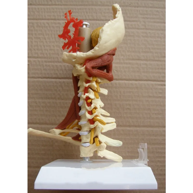 1:1 Life Sized Human Cervical Spine Anatomy Model with Muscle Nerve Brainstem Occipital Bone Medical Teaching BoneAids