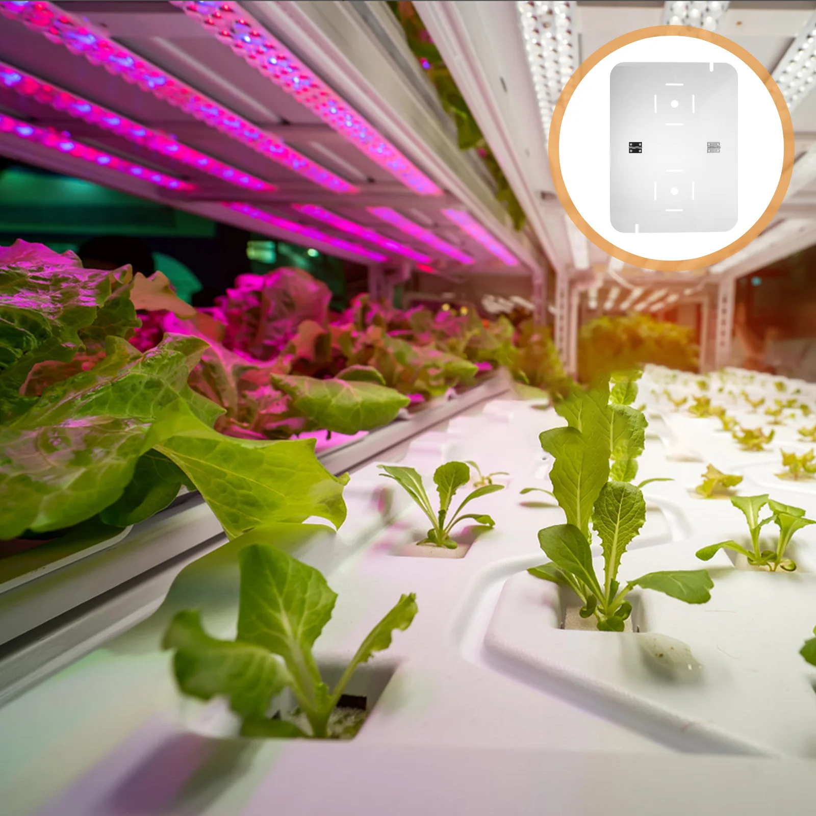 

Fish Breeding Nest Cover Acrylic Hatching Tank Lid For Egg Incubation, Transparent Breeding Box With , Smell