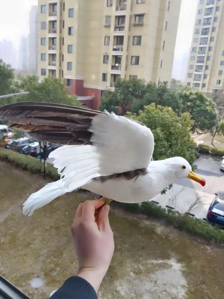 big real life Seagull model foam&feather wings seagull bird garden decoration about 30x55cm xf2851