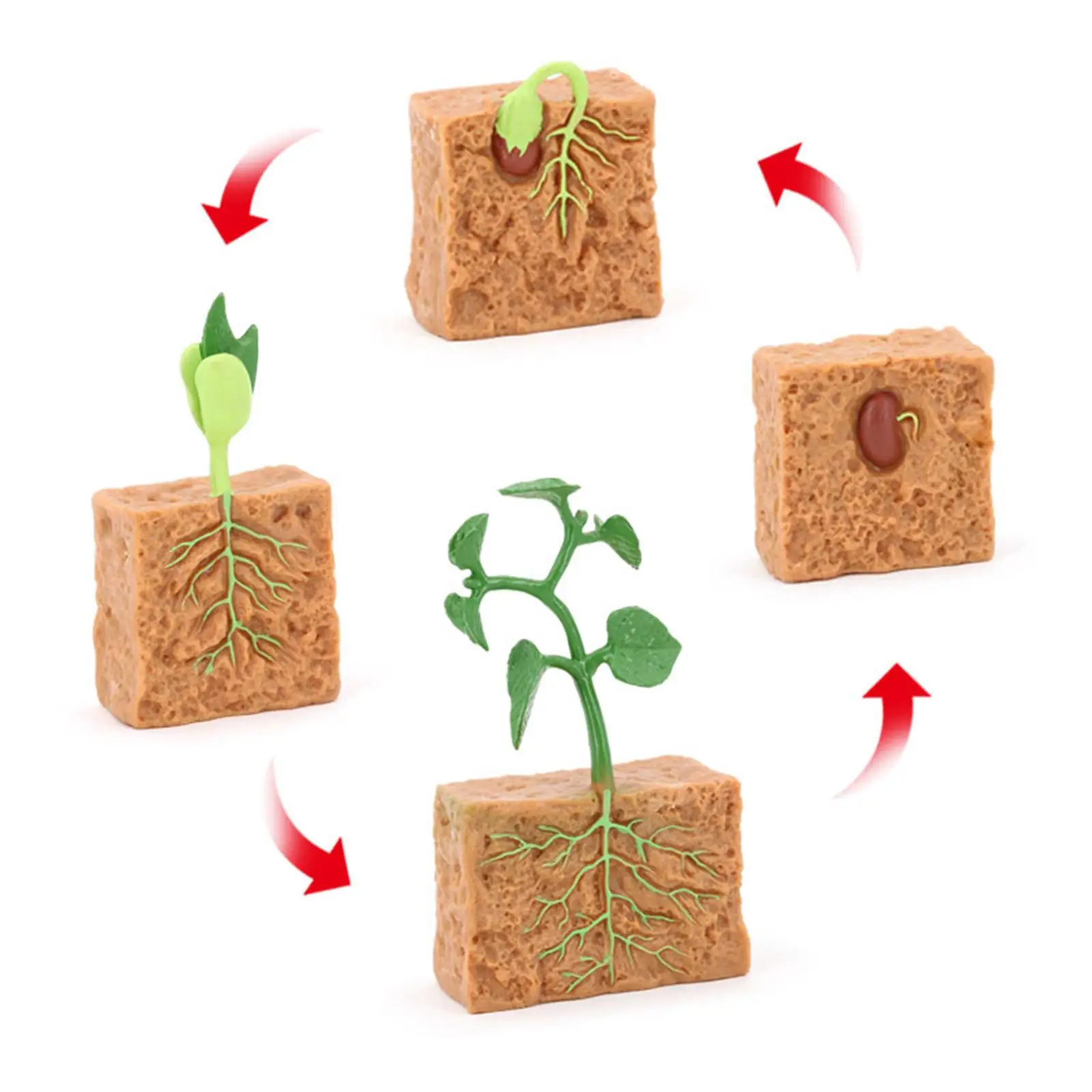 Figura de modelo de ciclo de vida de planta verde cultivada, modelo de ciclo de vida de planta de granja realista para