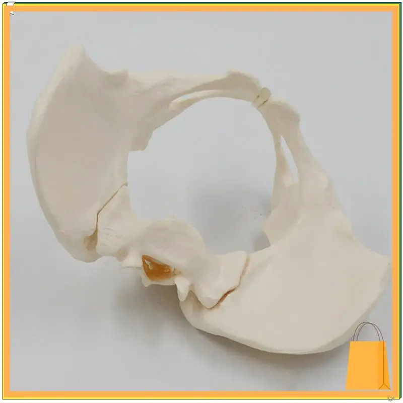 L52A-1 個等身大女性骨盤骨格モデル解剖モデル科学教育用