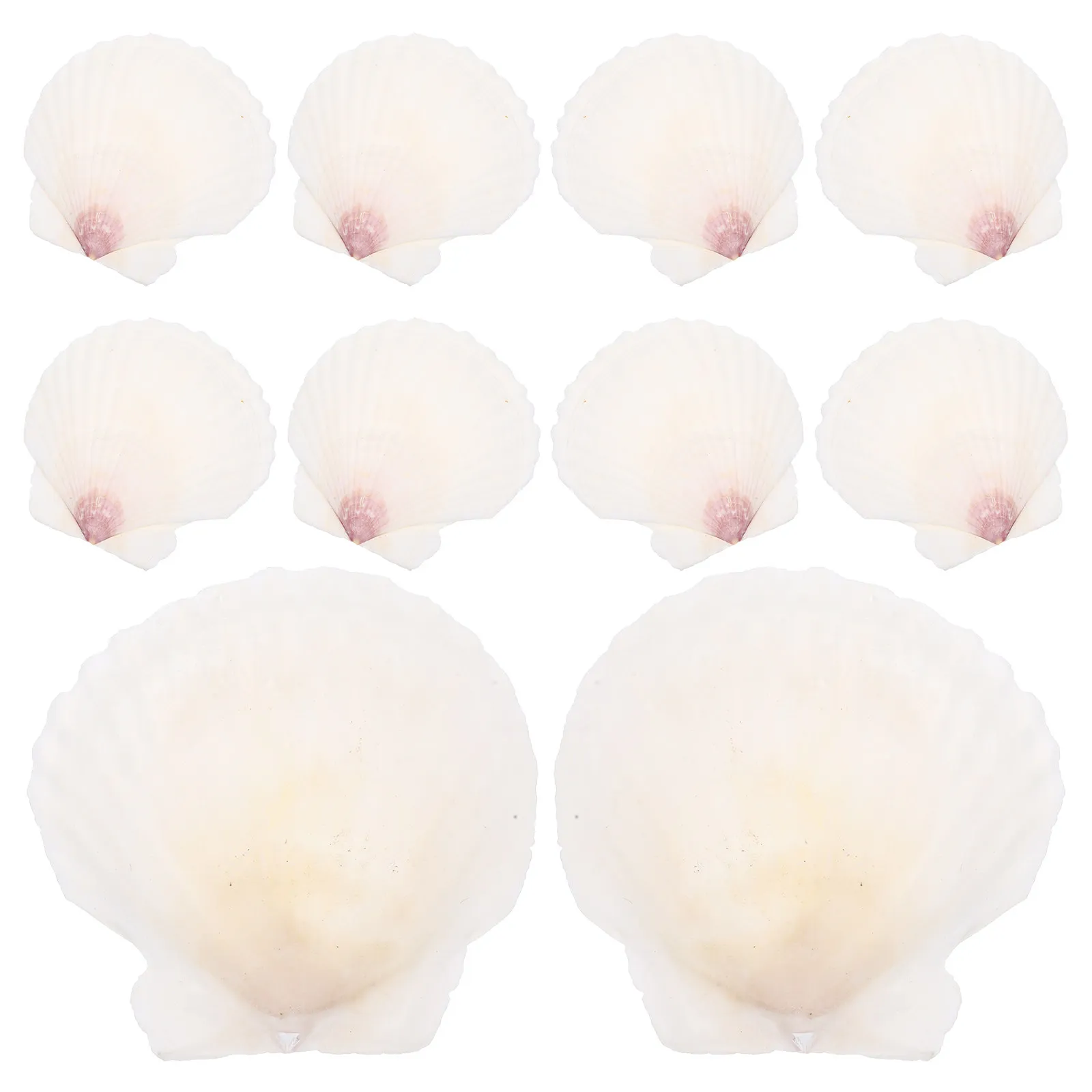 10Pcs Natural Scallops Shells DIY Craft Kit for Aquarium Decor Fish Tank Landscaping Beach Theme Decor Desktop Ornament