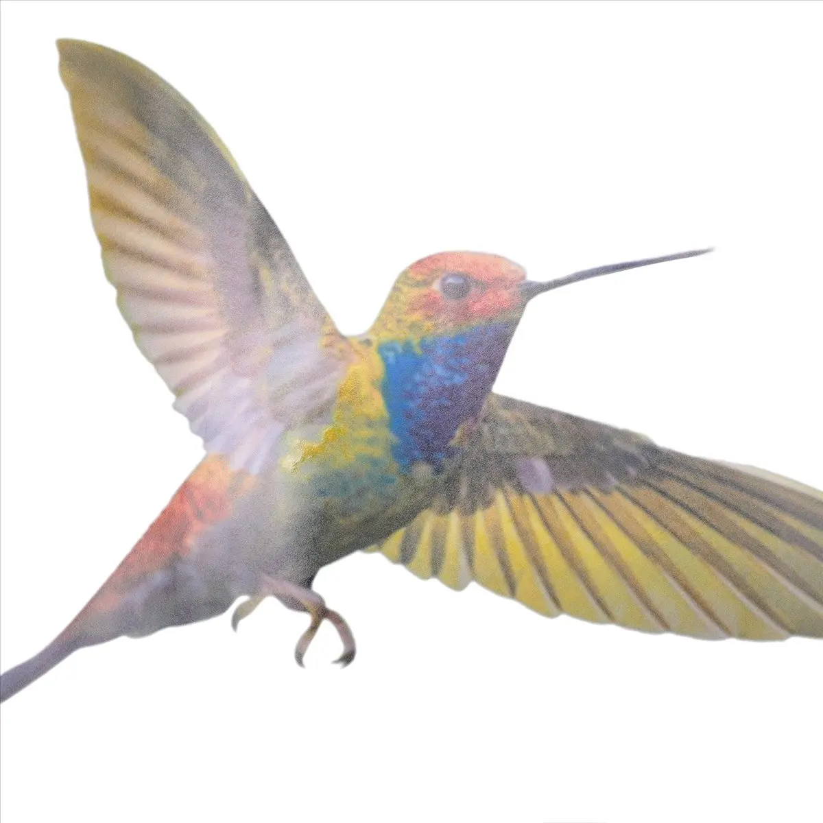 New Arrival 6 Pcs Lrge Size Bird Window Clings Anti-Collision Window Clings Decals to Prevent Bird Strikes on Window Glass