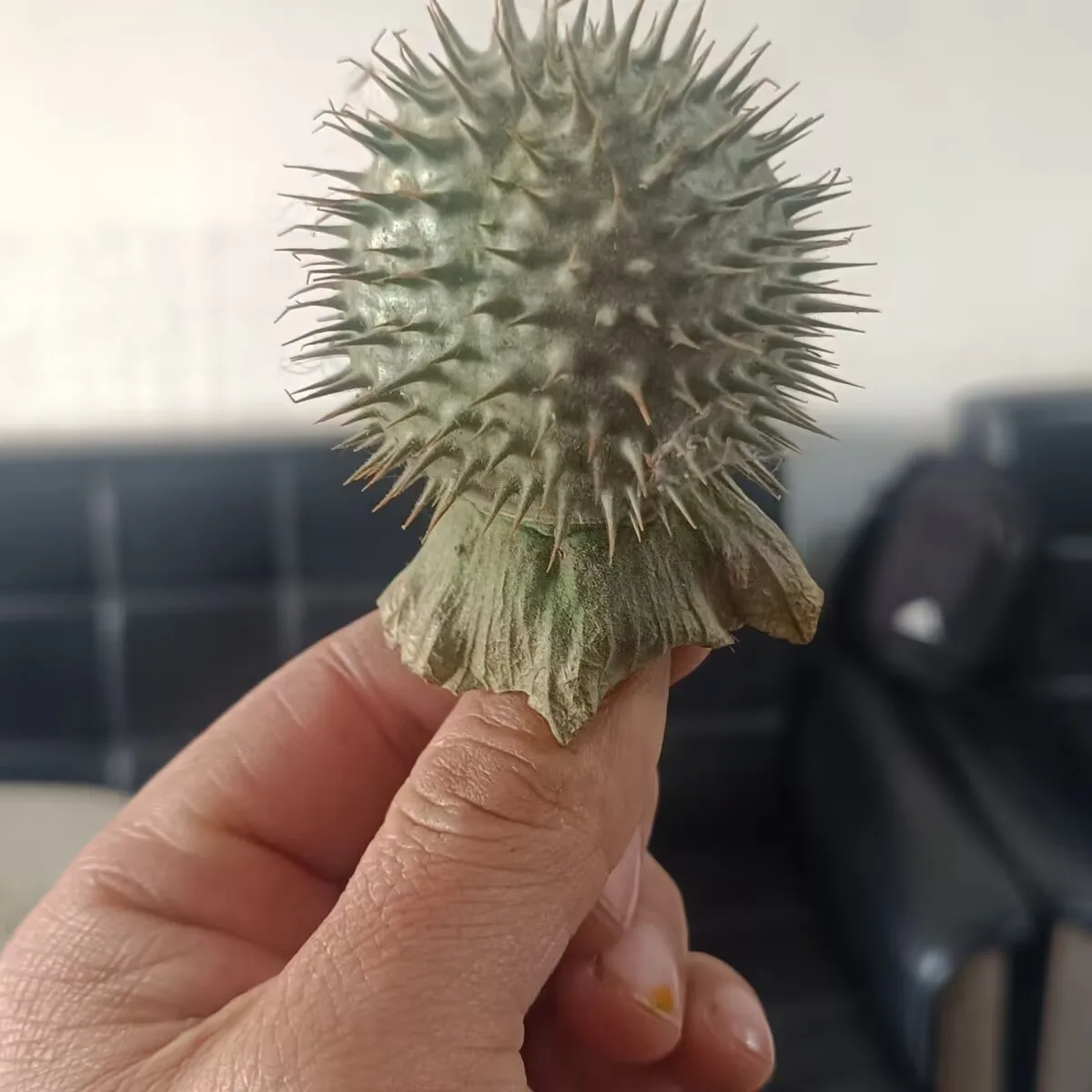 

Высокое качество натуральный дурман сухая стручка сушеная мандара для свечей мыло благовония духи изготовление DIY ремесла домашний декор