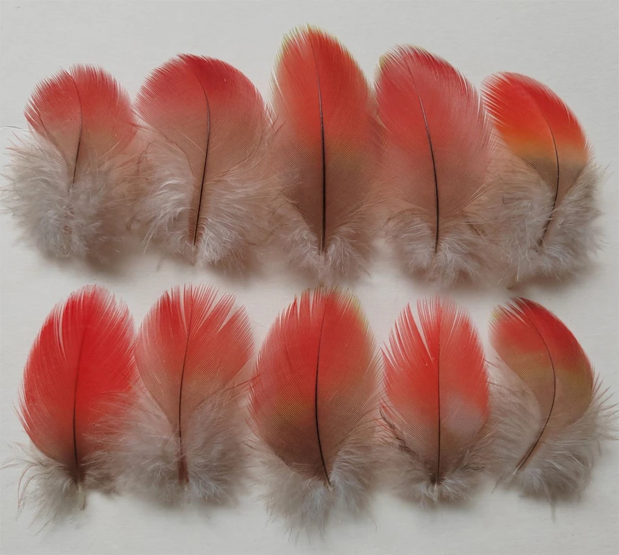 Lot of 10pcs Captive Raised Parrot Plumage Feathers, 100% Real Parrot Feathers, 4-13cm, Top Feathers Used for the Kingfisher Cra