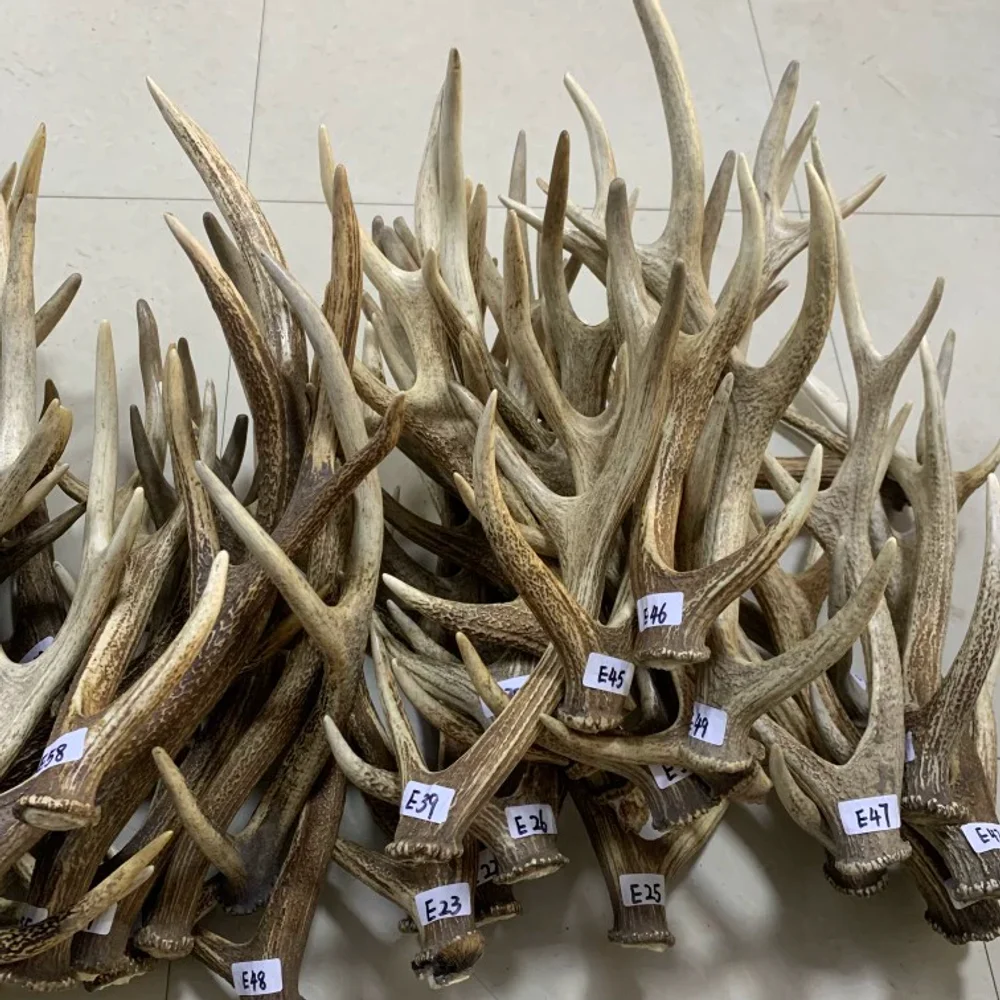 زخرفة فرع قرن الوعل سيكا الغزلان الطبيعي، سقيفة بشكل طبيعي، عنصر حرفي، يرجى الاتصال بالبائع قبل الطلب #2
