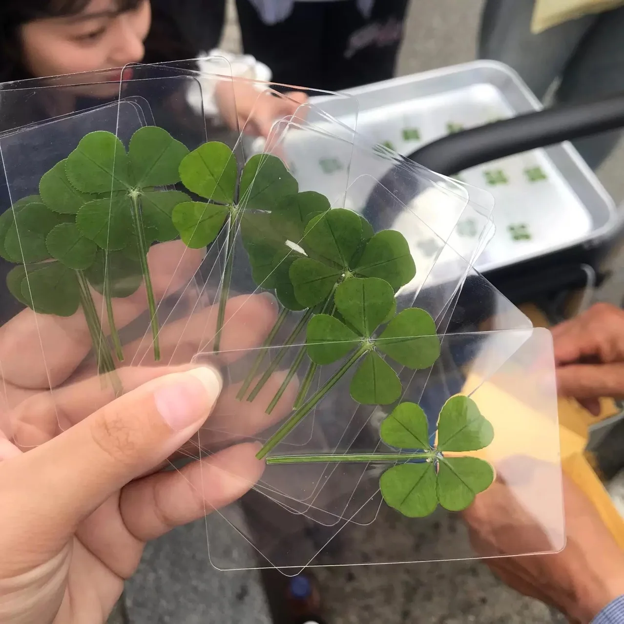 5/10Pcs Clover Bookmark Transparent Wish Card with Lucky Printing Postcard Design for Book Lovers Reading Journal Planner Decor