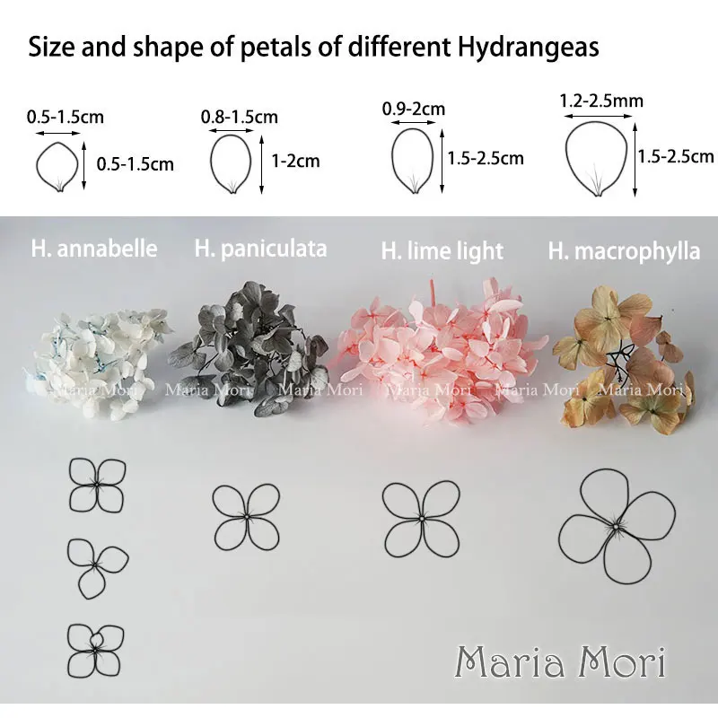 Decorazione domestica di ortensia conservata colorata Decorazione di nozze Piccola foglia Anna Ortensia Materiale fai da te fatto a mano epossidico