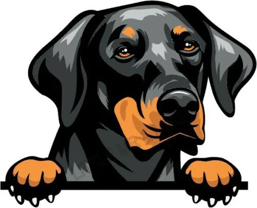 For DOBERMAN Peeking Dog Breed Colour Window Wall Laptop Mug Sticker w/proof