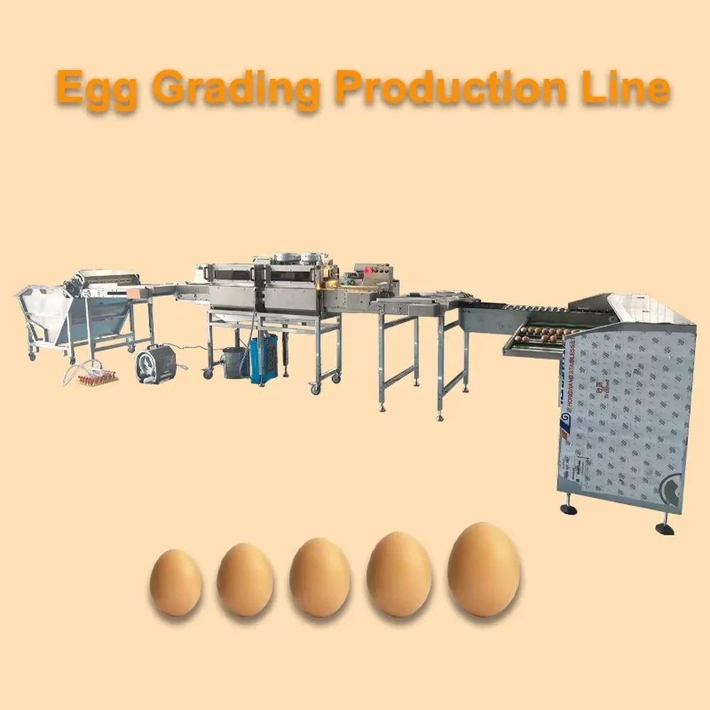 Fully Automatic Chicken Egg Sorting Machine Egg Tray Production Line Efficient Farm Egg Size Grading Equipment