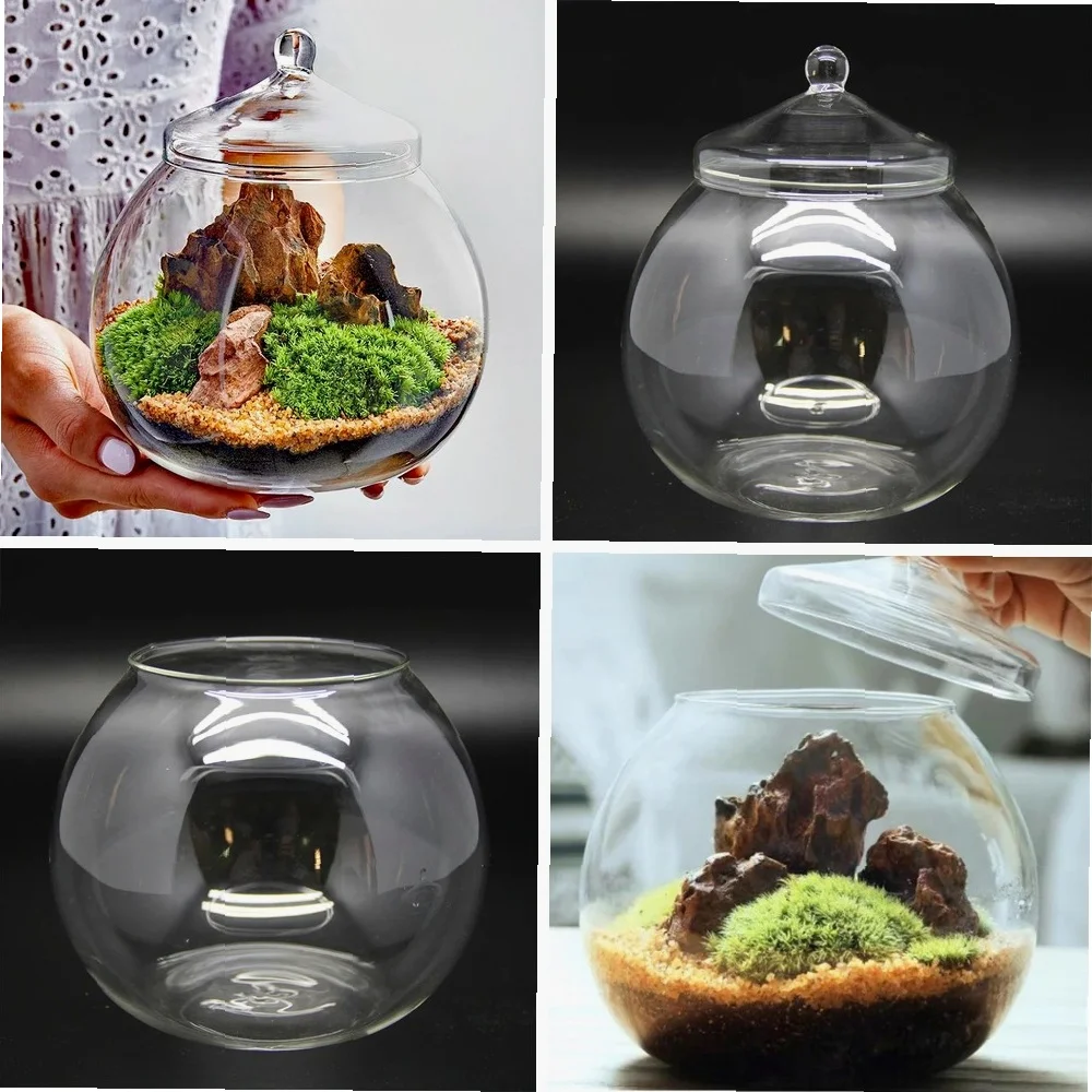 Mini Moss Terrarium Kit - Self-Sustaining Glass Vase with Lid, Moss Ball & Green Plants for Home Desk, Office Bonsai Decor