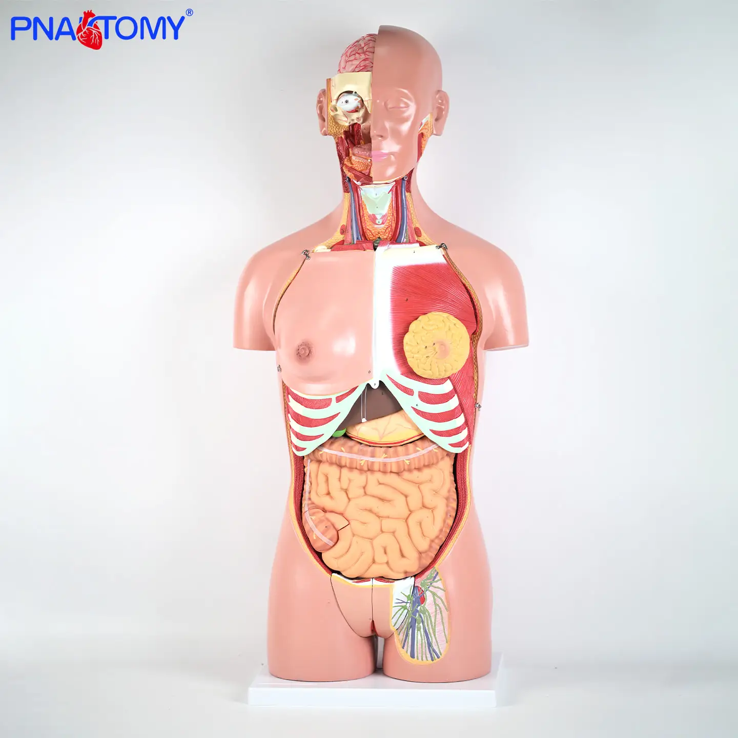 

85CM Trunk of Medical Anatomy System of Human Viscera and Organs