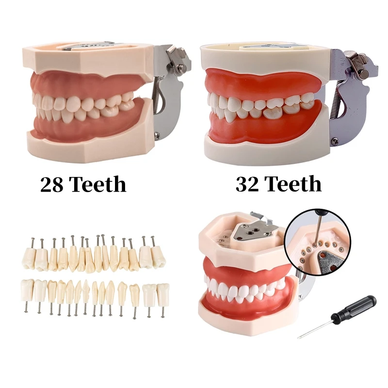 

28/32 Teeth Model Dental Teaching Model Soft Gum Standard Typodont Model Removable Dental Practice Studying Demonstration Model