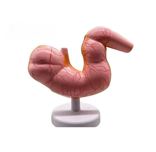Advanced Veterinary Teaching Anatomy Horse Stomach Model Education Equipment Teaching Resources