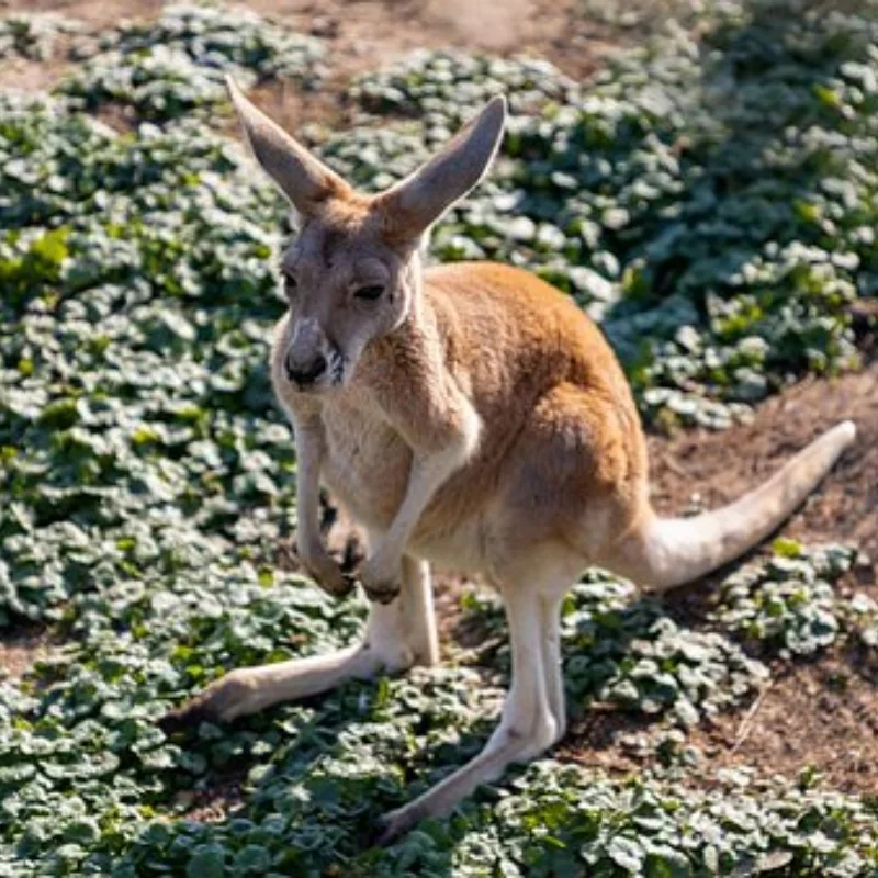 

Суперрадиальные жесткие шины Tamiya 60D RC, 2 шт./4 шт. для шасси Tamiya M 1/10 | Универсальный раллийный автомобиль Meijiaxin 1/14 с прямой посадкой # 50684
