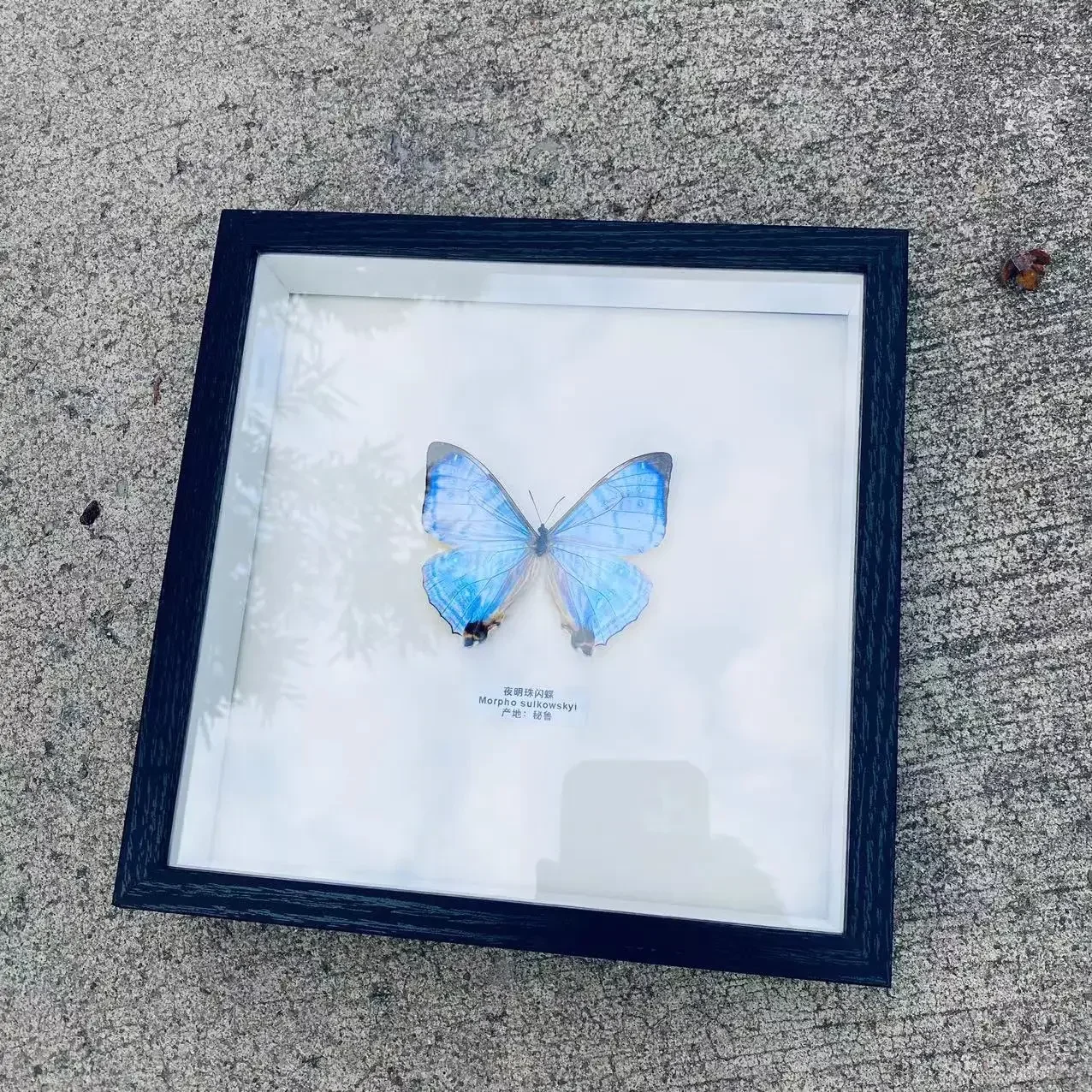 Real Butterfly Specimen Photo Frame Rare Butterfly Specimens Gift Kindergarten Display Frame Hanging Picture Wall Decor