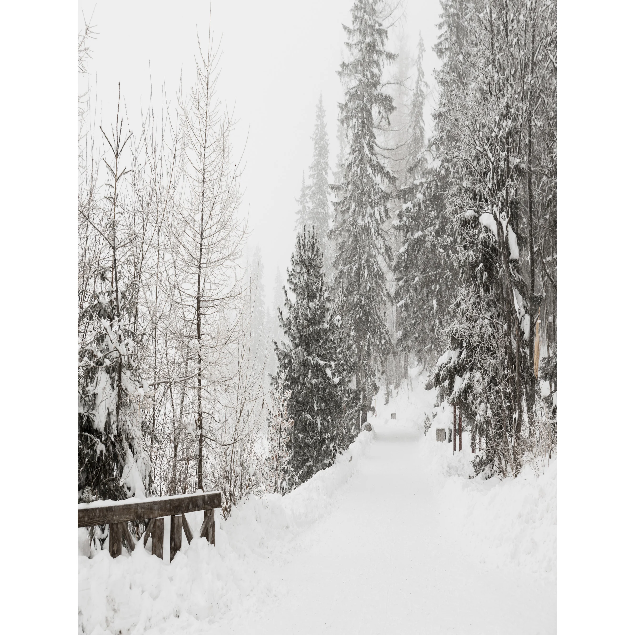 XD-13พื้นหลังรูปต้นไม้เกล็ดหิมะป่าหิมะสำหรับฤดูหนาวภาพพื้นหลังเบลอภาพภูมิทัศน์