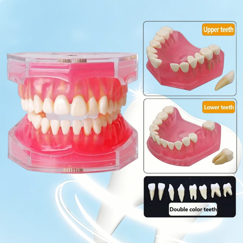 

Dental Model with Removable Teeth Jaw Typodont Soft Gum Adult Standard Dentistry Teaching Studying Demonstration Teeth Model