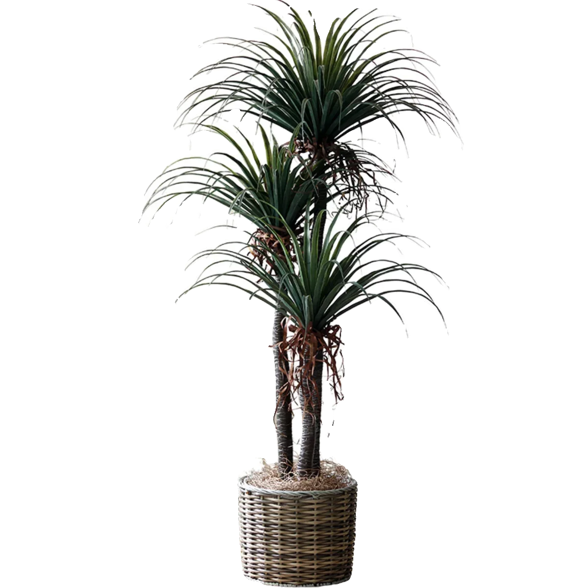 

Dragon's Blood Tree Simulation Green Plant Decoration Bonsai Large Bionic Fake Tree Plant Potting Indoor Hotel Window Decoration