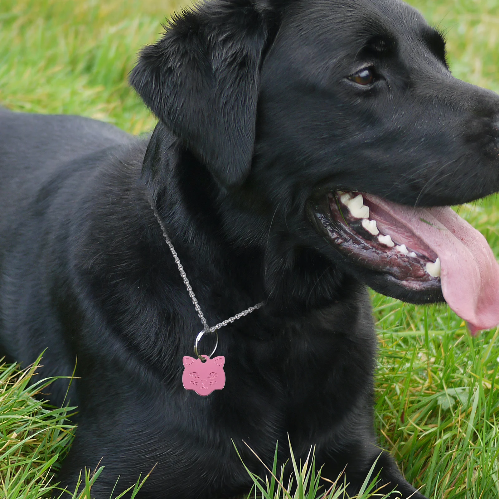 

10pcs Pet Tags Name Tag Aluminum Alloy Rust Resistant Durable For Dog Collar Keychain Bag Charm Id Tag Cute Dog Tags For Pets