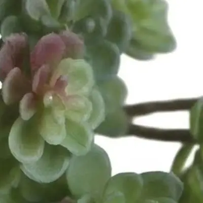 24 Heads Simulation For Succulent Fake Plants Dark Green White PVC Artificial Flowers For Home Garden Wedding Party Decoration