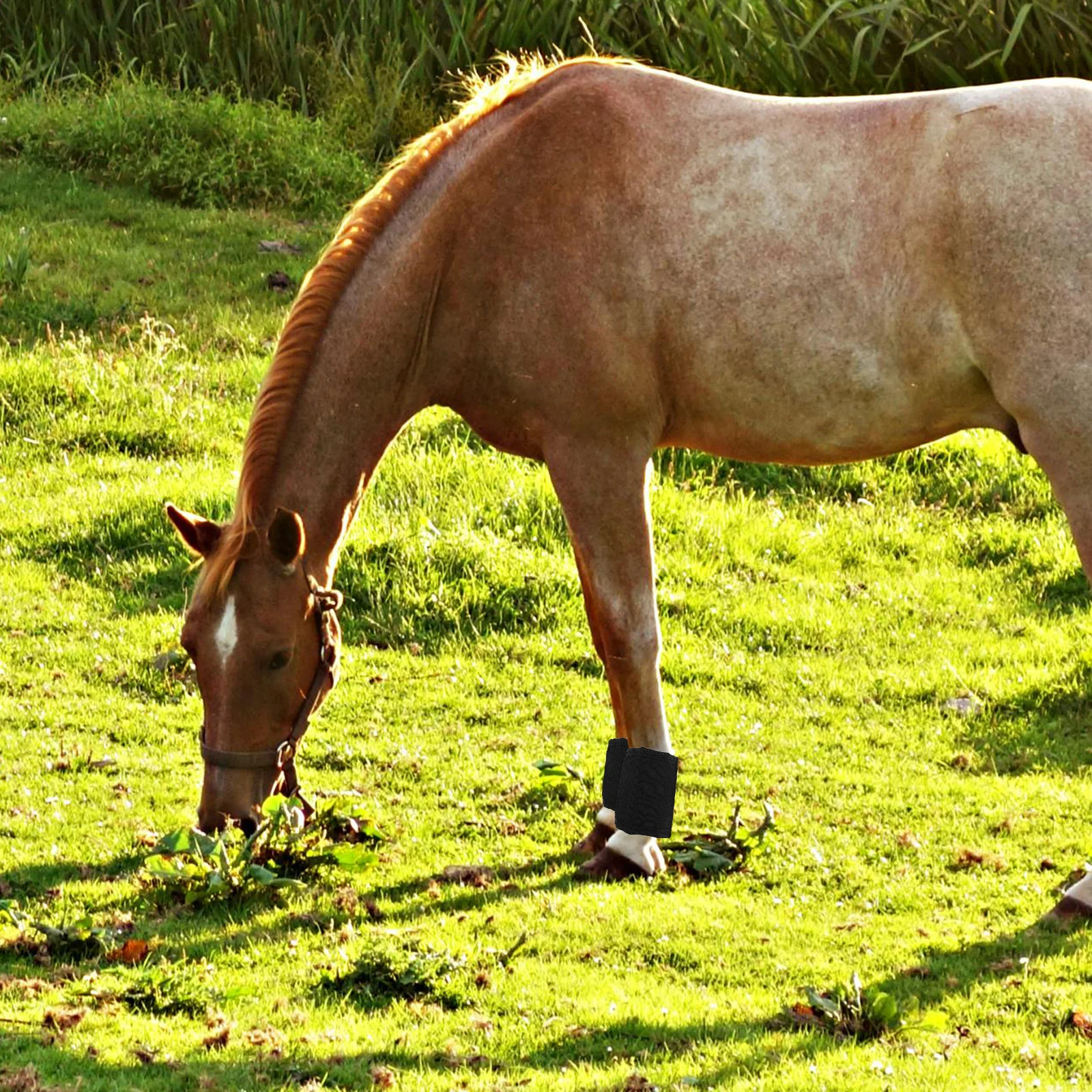 قطعتان من أغطية أرجل الحصان الواقية، مادة قابلة للتنفس شديدة التحمل، واقيات الساق سهلة التنظيف، أحذية الذبابة، مستلزمات العناية بالخيول
