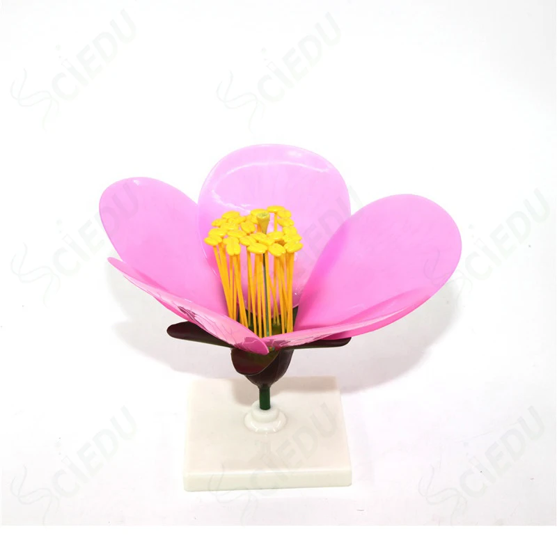 

Medical Science Teaching Aids Anatomy Education Apple Blossom Plant Model Biology Teaching Resources Plant Apple Blossom Model