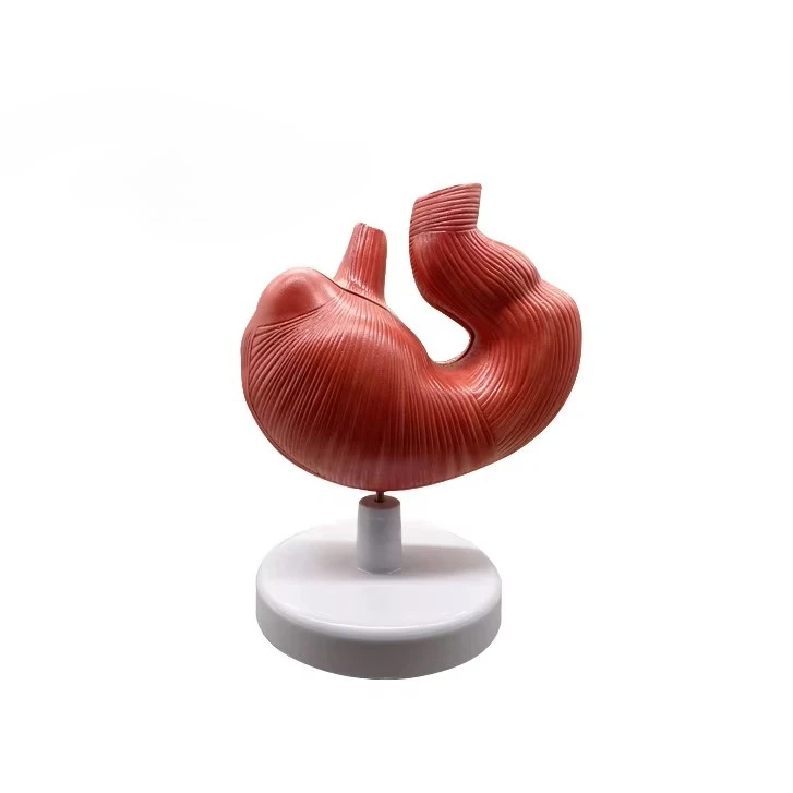 Simulation Veterinary Medicine Teaching Resources Animal Anatomy Removable Pig Stomach Model
