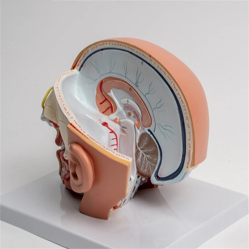 Anatomical Model Shows Cerebellums, Brainstem, Human Model