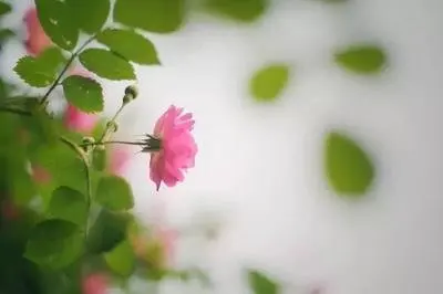 

4S4P Lithium Battery Pack 14.8V 14000mAh 18650 For LED Night Fishing Lamp Heater Miner Lamp Amplifier Cell,