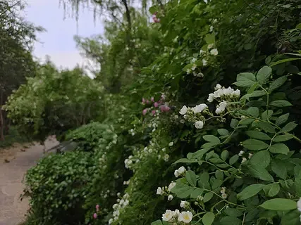 

T-MOTOR F66A MINI 32-битный BLHELI32 66A 3-6S 20x20 4-в-1 ESC для FPV-дронов, запчасти для DIY-сборки