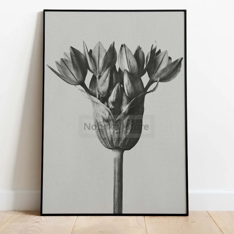 Photographer Karl Blossfeldt Works Urformen der Kunst Poster Plant Photos Prints Canvas Wall Art Pictures Home Room Nature Decor