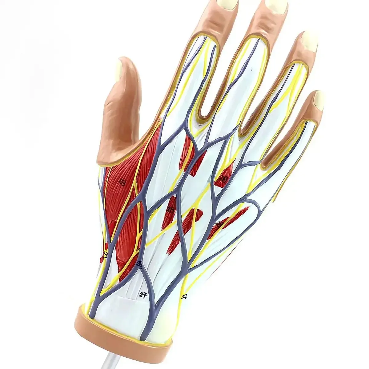 PVC Life Size Human 4 Parts Hand Anatomy Model Medical Anatomical Models Teaching